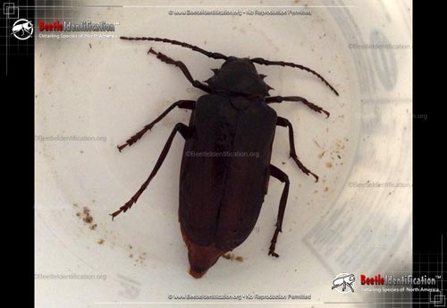 Thumbnail image #5 of the California Root Borer Beetle