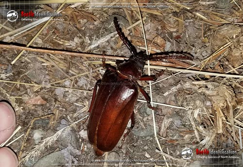 Thumbnail image #2 of the California Root Borer Beetle