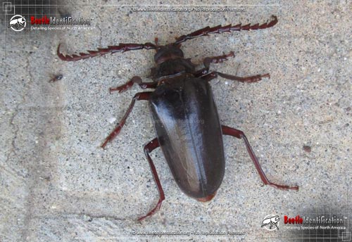 Thumbnail image #1 of the California Root Borer Beetle
