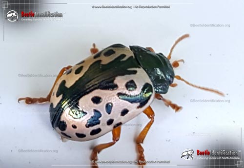 Thumbnail image #4 of the Calligrapha Beetle