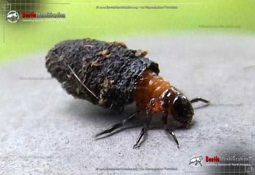 Thumbnail image #1 of the Case-bearing Leaf Beetle