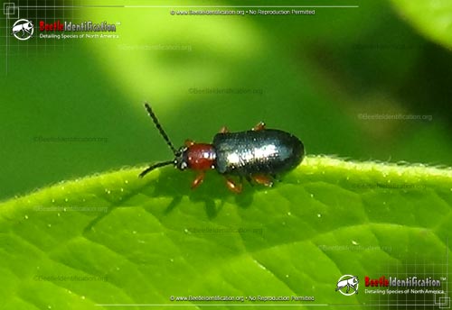 Thumbnail image #1 of the Cereal Leaf Beetle