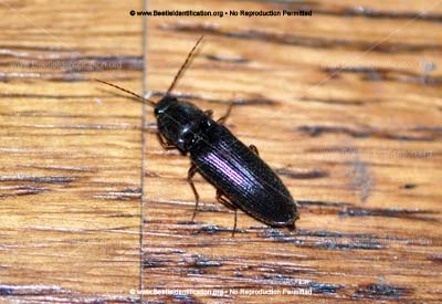 Thumbnail image #1 of the Click Beetle