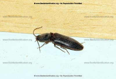 Thumbnail image #3 of the Click Beetle