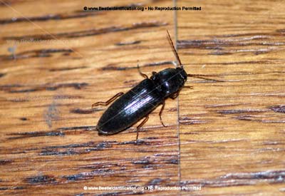 Thumbnail image #4 of the Click Beetle