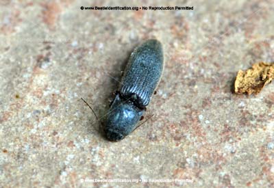 Thumbnail image #5 of the Click Beetle