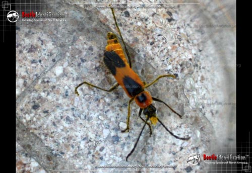 Thumbnail image #2 of the Colorado Soldier Beetle