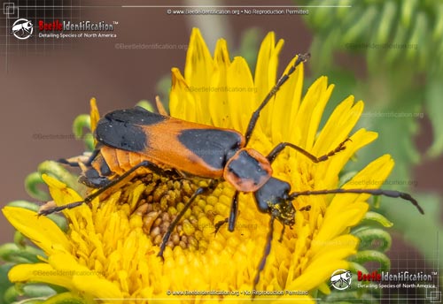 Thumbnail image #1 of the Colorado Soldier Beetle