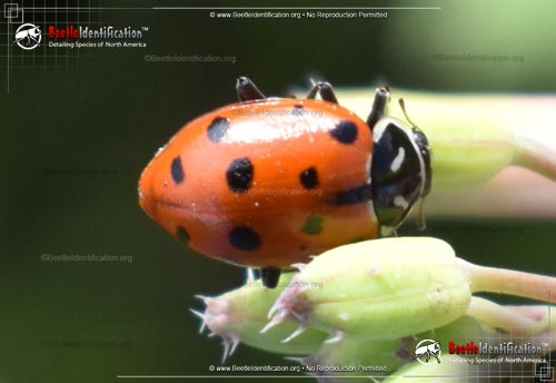 Thumbnail image #3 of the Convergent Lady Beetle