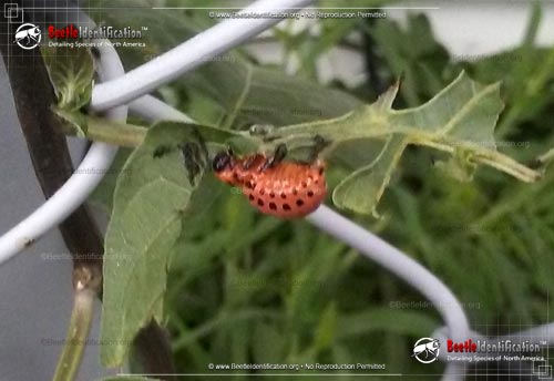 Thumbnail image #4 of the Convergent Lady Beetle