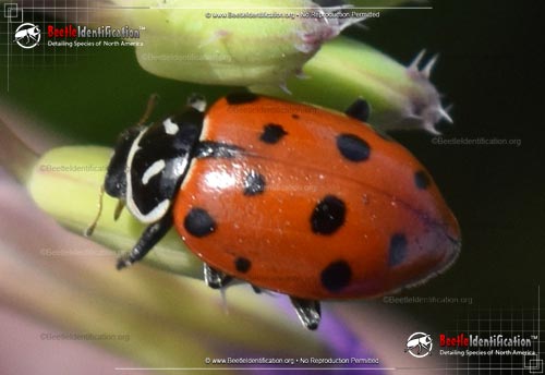 Thumbnail image #5 of the Convergent Lady Beetle