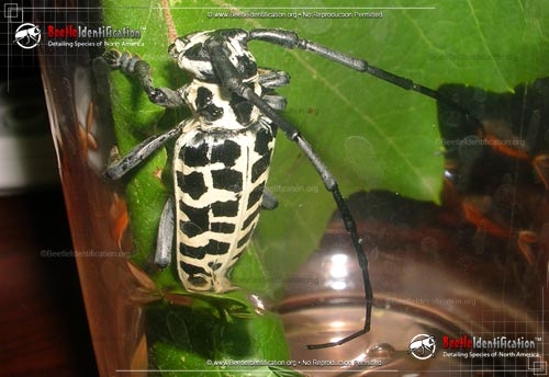 Thumbnail image #2 of the Cottonwood Borer Beetle