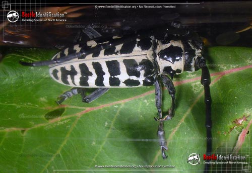 Thumbnail image #3 of the Cottonwood Borer Beetle