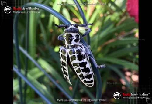 Thumbnail image #4 of the Cottonwood Borer Beetle