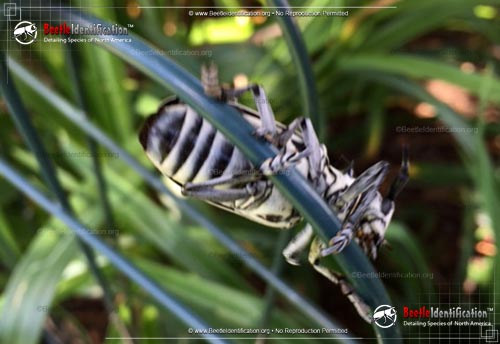 Thumbnail image #5 of the Cottonwood Borer Beetle