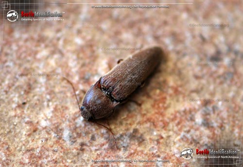 Thumbnail image #1 of the Dark Brown Click Beetle