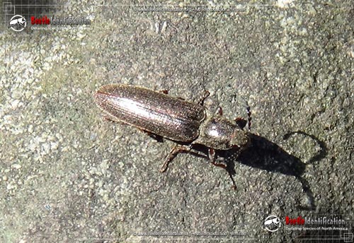 Thumbnail image #2 of the Dark Brown Click Beetle