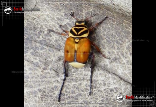 Thumbnail image #1 of the Delta Flower Scarab Beetle