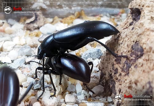 Thumbnail image #2 of the Desert Stink Beetle