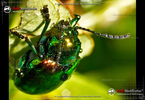 Thumbnail image #2 of the Dogbane Leaf Beetle