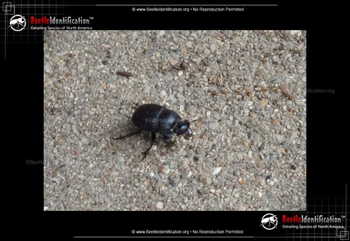Thumbnail image #2 of the Dung Beetle: <em>Dichotomius</em>