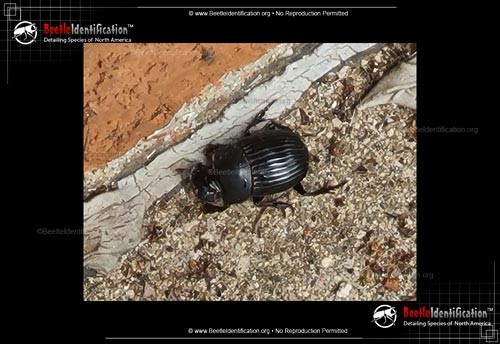 Thumbnail image #1 of the Dung Beetle: <em>Dichotomius</em>