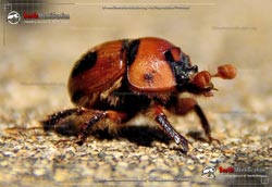 Thumbnail image #1 of the Earth-Boring Scarab Beetle