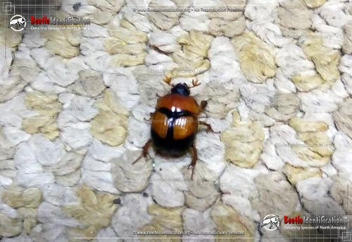 Thumbnail image #3 of the Earth-Boring Scarab Beetle