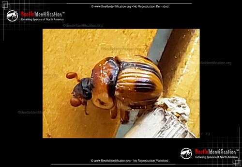 Thumbnail image #2 of the Earth-Boring Scarab Beetle