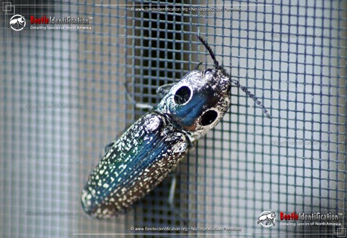 Thumbnail image #1 of the Eastern Eyed Click Beetle