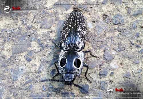 Thumbnail image #3 of the Eastern Eyed Click Beetle