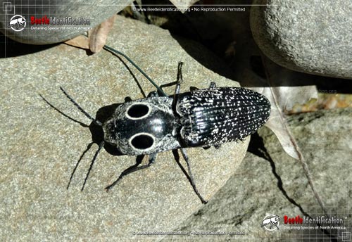 Thumbnail image #5 of the Eastern Eyed Click Beetle