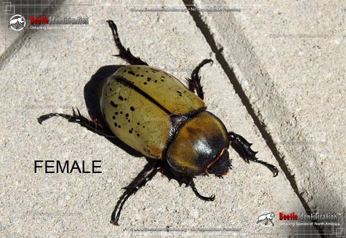 Thumbnail image #4 of the Eastern Hercules Beetle