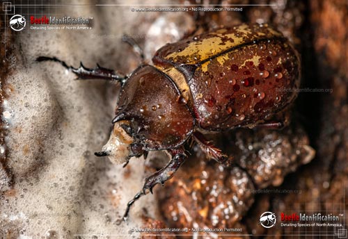 Thumbnail image #5 of the Eastern Hercules Beetle