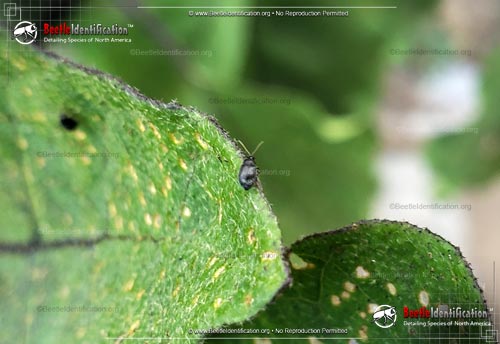 Thumbnail image #3 of the Eggplant Flea Beetle