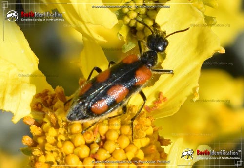 Thumbnail image #1 of the Elegant Blister Beetle