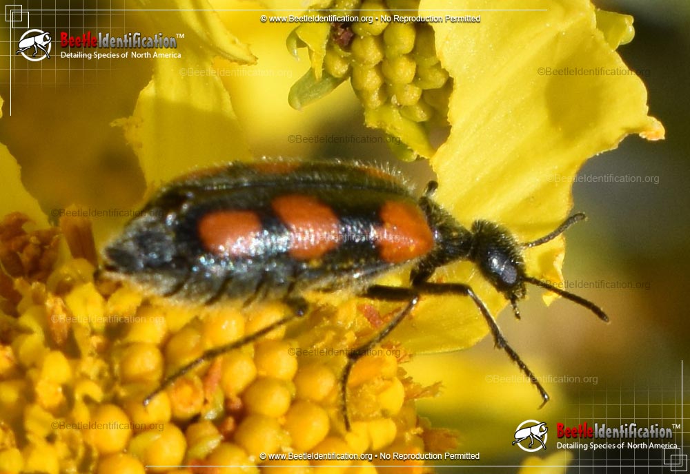 Thumbnail image #2 of the Elegant Blister Beetle