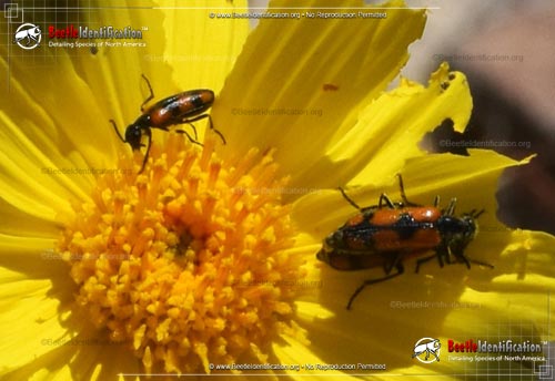 Thumbnail image #3 of the Elegant Blister Beetle