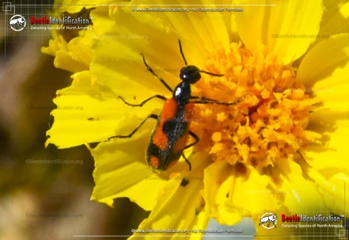 Thumbnail image #4 of the Elegant Blister Beetle