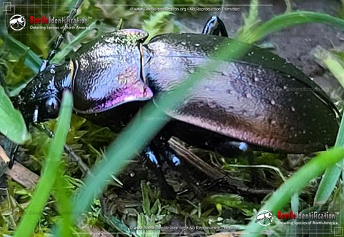 Thumbnail image #1 of the European Ground Beetle