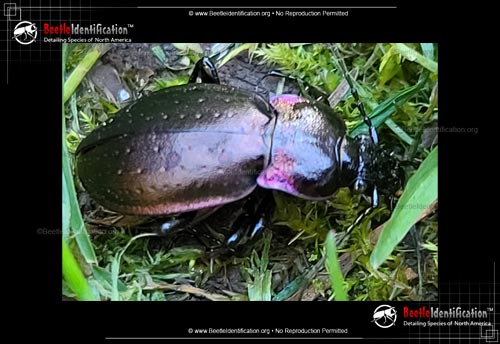 Thumbnail image #2 of the European Ground Beetle