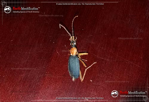 Thumbnail image #1 of the False Bombardier Beetle