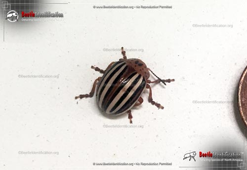 Thumbnail image #2 of the False Potato Beetle