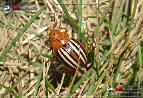 Thumbnail image #2 of the False Potato Beetle