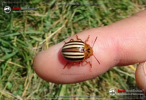 Thumbnail image #1 of the False Potato Beetle