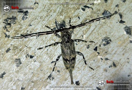 Thumbnail image #2 of the Flat-faced Longhorn Beetle