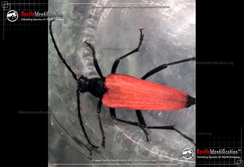 Thumbnail image #1 of the Flower Longhorn Beetle - <em>S. emarginata</em>