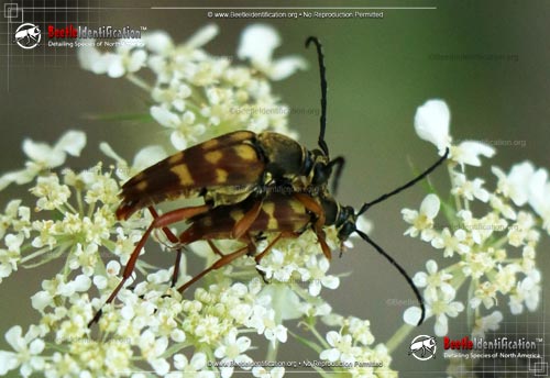Thumbnail image #2 of the Flower Longhorn Beetle - <em>Typocerus spp.</em>