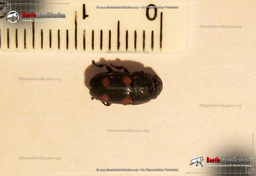 Thumbnail image #1 of the Four-spot Sap Beetle