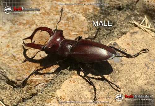 Thumbnail image #1 of the Giant Stag Beetle